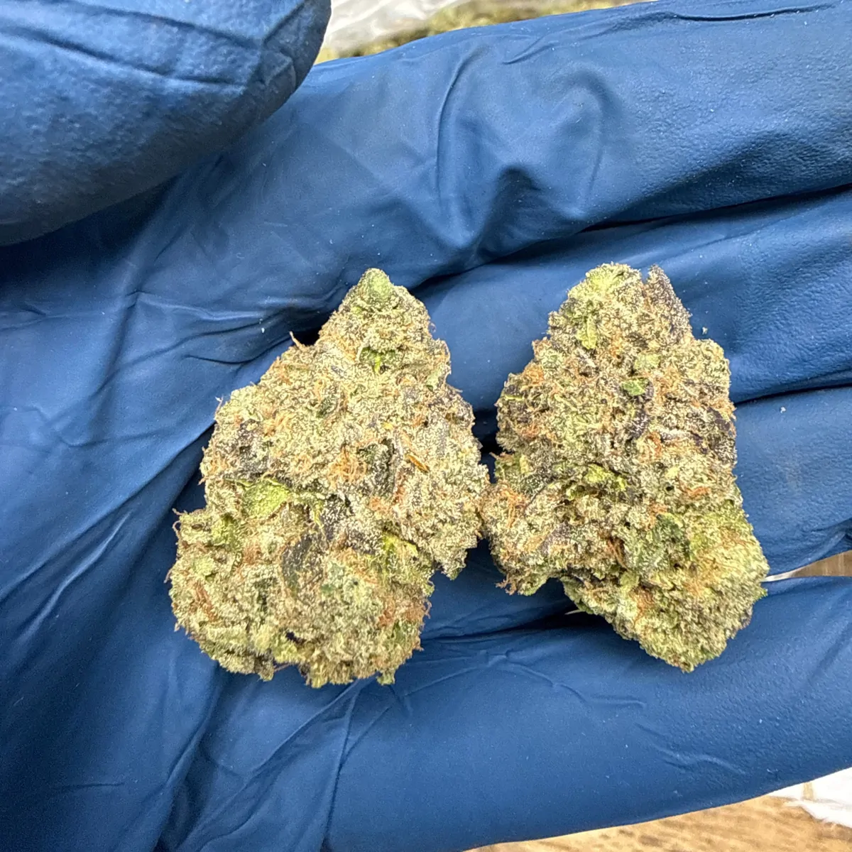 Scissor Queen Flower